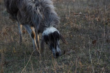 Tek bir koyun huzur içinde otluyor ve rüzgarda hafifçe sallanan kuru ve altın otlarla dolu uçsuz bucaksız bir arazide eğleniyor.