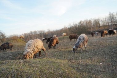 Geniş yeşil bir tarlada huzur içinde otlayan büyük bir koyun sürüsü. Arka planda gölgeler oluşturan uzun ağaçlar.