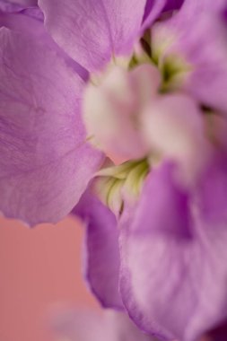 Mor çiçeklerin yakın plan çekimi, yumuşak pembe bir arka plan üzerine kurulur. Renkler arasındaki zıtlık çiçeklerin cazibesini ve zarafetini vurguluyor. Rahatlatıcı ama canlı bir çiçek sahnesi.