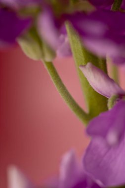 Mor çiçeklerin yakın plan çekimi, yumuşak pembe bir arka plan üzerine kurulur. Renkler arasındaki zıtlık çiçeklerin cazibesini ve zarafetini vurguluyor. Rahatlatıcı ama canlı bir çiçek sahnesi.