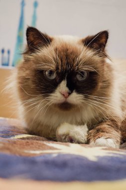 Neva Masquerade cinsini andıran bu güzel kedi yatak örtüsüne sakince oturur. Beyaz kürkü ve anlamlı kahverengi maskesi mükemmel bir zarafet ve cazibe uyumu yaratır.