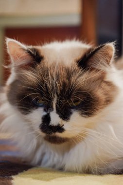 Yumuşak mavi bir halıda dinlenen Neva Maskeli Kedi, lüks kürkünü ve maske benzeri yüzünü sergiliyor. Delici mavi gözleri büyüleyicidir. Huzurlu bir kedi zerafeti anı