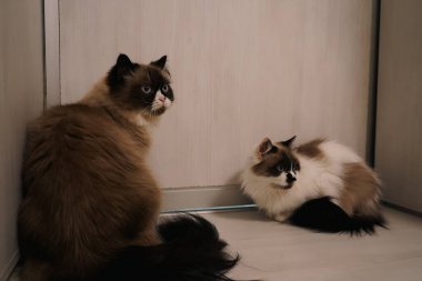 Parlak mavi gözlerini gösteren bu Neva Maskeli Balo kedileri zarafet saçıyor. Uzun, yumuşak kürkleri onları kral gibi gösteriyor. Sakin ve dengeli ifadeleri büyüleyici.