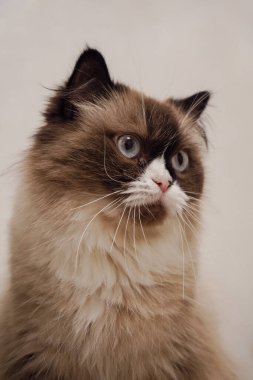 Neva Masquerade kedisi çarpıcı mavi gözleri ve kabarık bir paltoyla zarafet yayıyor. Maske benzeri yüz işaretleri gizemli cazibesini arttırıyor. Kedi fotoğrafçılığı meraklıları için mükemmel bir arkadaş.