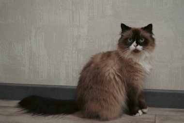 Yumuşak ışıkta yakalanan bu Neva Masquerade kedisi lüks kürkünü sergiliyor. Benzersiz yüz işaretleri ayırt edici bir görünüm yaratıyor. Tüm evcil hayvan severler için bir kraliyet kedisi