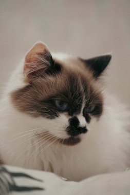 Yumuşak ışıkta yakalanan bu Neva Masquerade kedisi lüks kürkünü sergiliyor. Benzersiz yüz işaretleri ayırt edici bir görünüm yaratıyor. Tüm evcil hayvan severler için bir kraliyet kedisi