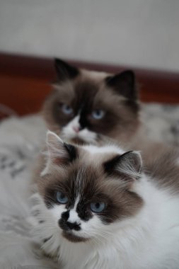 İki görkemli kedinin mavi gözleri ve lüks paltoları spot ışıklarını yakalıyor. Neva maskeli baloları her ayrıntıda parlıyor. Kabarık tüyleri karşı konulmaz cazibelerini arttırıyor.