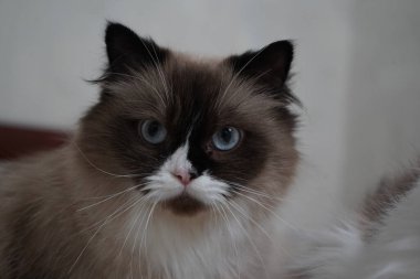 Bir Neva Masquerade kedisi, kendine güvenerek oturur ve maske benzeri ikonik yüzünü ve canlı mavi gözlerini gösterir. Pofuduk kürk lüks bir dokunuş katıyor. Hayranlar ve evcil hayvanlar için mükemmel bir görüntü.