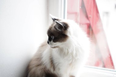 Neva Maskeli Balo Kedisi 'nin yumuşak tüyleri dikkat çekiyor. Karakteristik yüz hatları eşsiz güzelliğini vurgular. Kedi yüzünü fotoğraf çerçevesinden çevirir.