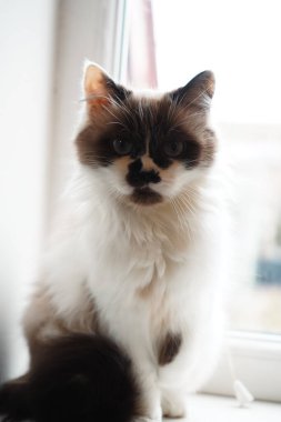 Bir Neva Masquerade kedisi, kendine güvenerek oturur ve maske benzeri ikonik yüzünü ve canlı mavi gözlerini gösterir. Pofuduk kürk lüks bir dokunuş katıyor. Hayranlar ve evcil hayvanlar için mükemmel bir görüntü.