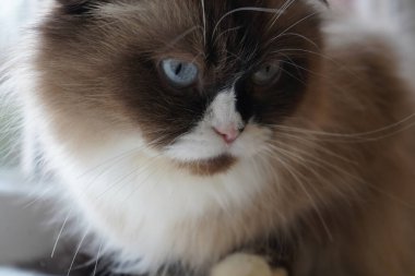 Huzur içinde dinlenen bu tüylü kedi yumuşak, ipeksi kürküyle cazibesini sergiliyor. Karakteristik göz renkleri onu ayırıyor. İçeri sızan ışık Neva Maskeli Balosu 'nun kökenini vurguluyor.