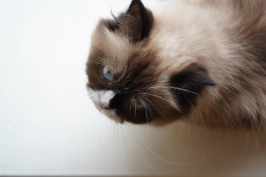 Neva Masquerades 'in yüzüne yakın çekim, eşsiz koyu ve beyaz kürk desenini vurgular. Yumuşak bir ışık onun delici mavi-yeşil gözlerini aydınlatır. Kedilerin ifadesi meraklı ve dalgındır.