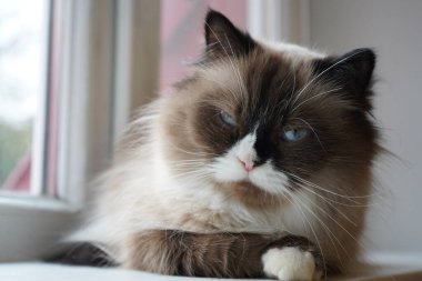 Bu kedi iki renkli parlak gözlü bir Neva Masquerade. Kabarık ceketi mükemmel bir şekilde bakımlı ve parlak. Kedi parlak bir pencere pervazında oturuyor.