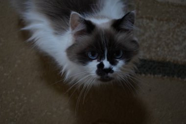 Zarif mavi gözlü bir kedi doğrudan kameraya bakıyor. Onun tüylü kürkü parlak ışıkta parlıyor. Onun sakin tavrı cazibe ve zarafet yayar.