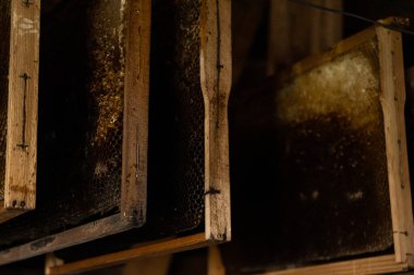 Wooden frames with honeycombs hang in a beekeepers dark room. The golden honey contrasts beautifully with the dim background. The scene evokes the authenticity of traditional beekeeping
