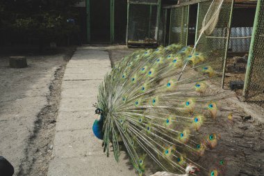 A living masterpiece, the peacock fully extends its radiant tail feathers. The vivid colors and delicate patterns highlight its grace. A captivating display of natural artistry