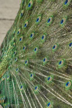 Fully extending its tail, the peacock reveals an explosion of vivid colors and intricate patterns. The majestic bird embodies grace and splendor. A moment of awe-inspiring beauty