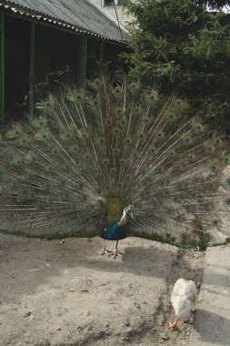 A peacock stands tall, its radiant tail feathers extended in a breathtaking display. The intricate patterns and vibrant hues exude elegance. A captivating image of natural beauty