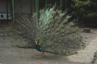 With its tail feathers fully fanned, the peacock showcases a dazzling array of colors. This stunning display captures the birds regal presence. A true embodiment of natures artistry