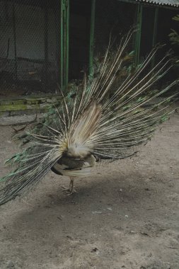 The vibrant peacock proudly displays its magnificent tail feathers in full extension. Each colorful detail reflects its natural splendor and elegance. A timeless symbol of beauty and grace