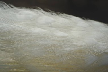 The fine structure of white feathers is captured in stunning detail. The soft texture and gentle light bring out a sense of elegance. This image is a perfect representation of nature s grace