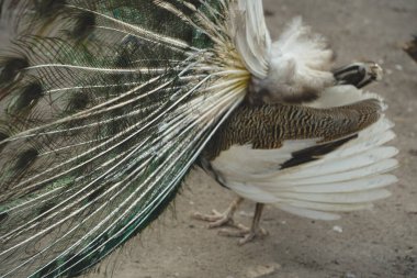 The peacock spreads its dazzling tail feathers in a stunning display of nature s beauty. Each feather features intricate designs and vibrant colors. The bird s elegance shines in this scene