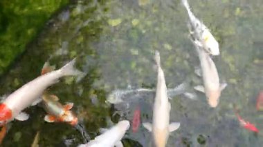 Gölette yüzen renkli koi balığı sürüsünün yakın görüntüsü göletteki suyun tedirgin olmasına neden oluyor.