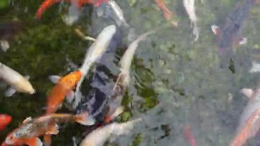 Japon Koi balığı temiz yeşil bir gölde yüzüyor. Keyif ve rahatlama, huzurlu su manzarası