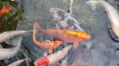 Gölette yüzen renkli koi balığı sürüsünün yakın görüntüsü göletteki suyun tedirgin olmasına neden oluyor.