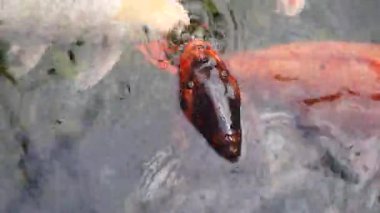 Gölette yüzen renkli koi balığı sürüsünün yakın görüntüsü göletteki suyun tedirgin olmasına neden oluyor.