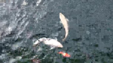 Japon Koi balıkları açık yeşil bir gölde yüzüyorlar. Güneş balığın üzerindeki suyun içinden parlıyor. Keyif ve rahatlama, huzurlu su manzarası.