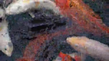 Gölette birlikte yüzen ve yemek için savaşan pek çok renkli balığın görüntüsü.