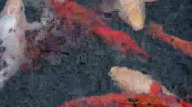 Japon Koi balıkları açık yeşil bir gölde yüzüyorlar. Güneş balığın üzerindeki suyun içinden parlıyor. Keyif ve rahatlama, huzurlu su manzarası.