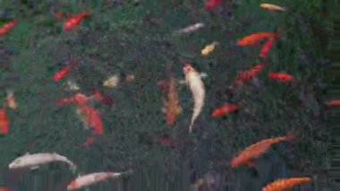 Japon Koi balıkları açık yeşil bir gölde yüzüyorlar. Güneş balığın üzerindeki suyun içinden parlıyor. Keyif ve rahatlama, huzurlu su manzarası.