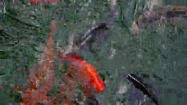 Gölette birlikte yüzen ve yemek için savaşan pek çok renkli balığın görüntüsü.