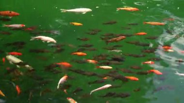 Japon Koi balığı temiz yeşil bir gölde yüzüyor. Keyif ve rahatlama, huzurlu su manzarası