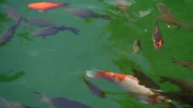 Japon Koi balığı temiz yeşil bir gölde yüzüyor. Keyif ve rahatlama, huzurlu su manzarası