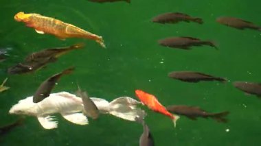Japon Koi balığı temiz yeşil bir gölde yüzüyor. Keyif ve rahatlama, huzurlu su manzarası