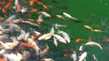 Japon Koi balığı temiz yeşil bir gölde yüzüyor. Keyif ve rahatlama, huzurlu su manzarası