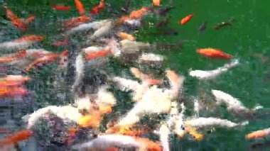 Gölde yüzen farklı boylarda ve renklerde koi balığı.