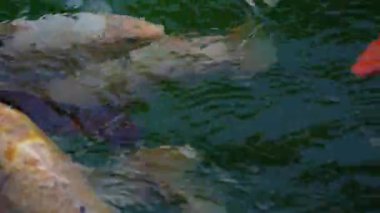 Siyah bir gölde yüzen renkli koi balığı. Evde güzel, inanılmaz bir balık var.