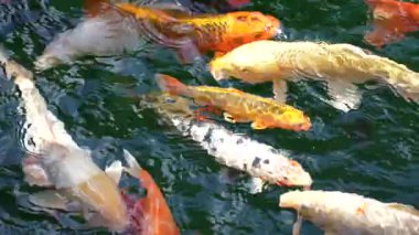 Japon Koi balıkları açık yeşil bir gölde yüzüyorlar. Güneş balığın üzerindeki suyun içinden parlıyor. Keyif ve rahatlama, huzurlu su manzarası.