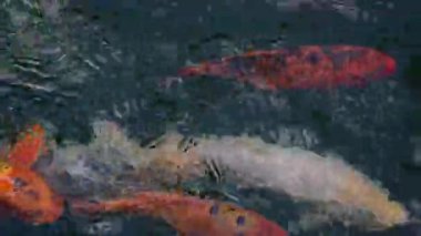 Siyah bir gölde yüzen renkli koi balığı. Evde güzel, inanılmaz bir balık var.