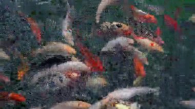 Japon Koi balıkları açık yeşil bir gölde yüzüyorlar. Güneş balığın üzerindeki suyun içinden parlıyor. Keyif ve rahatlama, huzurlu su manzarası.