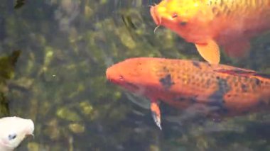 Siyah bir gölde yüzen renkli koi balığı. Evde güzel, inanılmaz bir balık var.