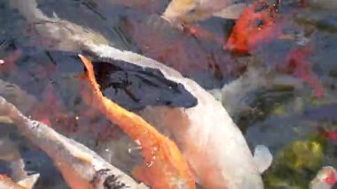 Japon Koi balıkları açık yeşil bir gölde yüzüyorlar. Güneş balığın üzerindeki suyun içinden parlıyor. Keyif ve rahatlama, huzurlu su manzarası.