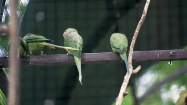 Ağaç dalında oturan güzel yeşil papağan. Arka planda yeşil yapraklar var. Rüzgarda sallanan papağan. Kırmızı gagalı. Uzun yeşil kuyruk