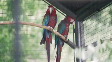 Ara papağanı. Papağanlar bir kafeste direkler üzerinde oturur ve yürür. Kafesteki büyük yeşil papağan.