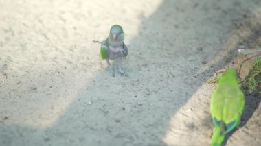 Yeşil papağanlar yerden yiyecek toplarlar. Vahşi yaşam ve doğa koruma