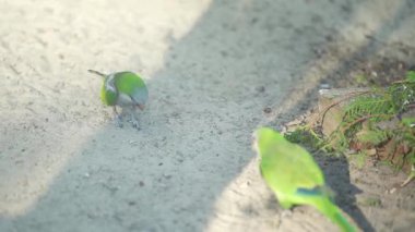 Yeşil papağanlar yerden yiyecek toplarlar. Vahşi yaşam ve doğa koruma